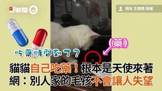 貓貓自己吃藥！根本是天使來著　網：別人家的毛孩不會讓人失望