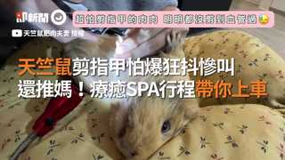 天竺鼠剪指甲怕爆狂抖慘叫　還推媽！療癒SPA行程帶你上車