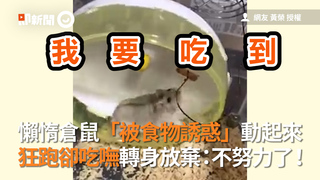 懶惰倉鼠「被食物誘惑」動起來　狂跑卻吃嘸轉身放棄：不努力了！