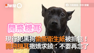現行犯黑狗偷撕衛生紙被抓包！　開飛機耳撒嬌求饒：不要再念了
