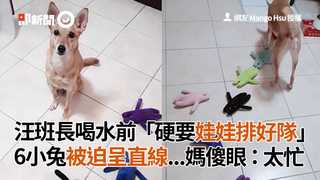 汪班長喝水前「硬要娃娃排好隊」 6小兔被迫呈直線...媽傻眼：太忙