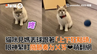 貓咪看媽丟球跟著「上下狂點頭」　眼神緊盯隨節奏ㄉㄨㄞ❤萌翻網