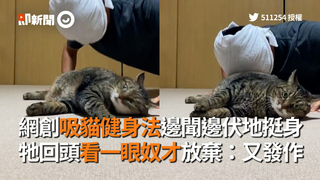 網創吸貓健身法邊聞邊伏地挺身　牠回頭看一眼奴才放棄：又發作
