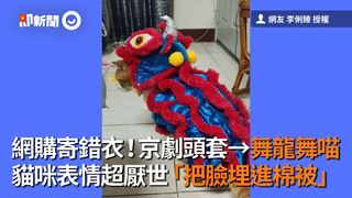 網購寄錯衣！京劇頭套→舞龍舞喵　貓咪表情超厭世「把臉埋進棉被」
