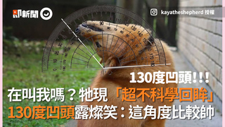 在叫我嗎？牠現「超不科學回眸」 130度凹頭露燦笑：這角度比較帥