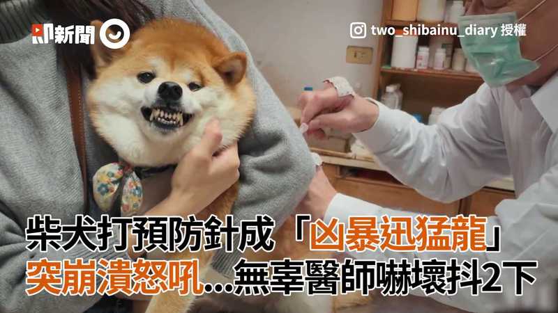 柴犬打預防針成 凶暴迅猛龍 突崩潰怒吼 無辜醫師嚇壞抖2下 Ettoday寵物雲 Ettoday新聞雲