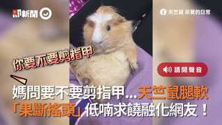 媽問要不要剪指甲...天竺鼠腿軟　「果斷搖頭」低喃求饒融化網友！
