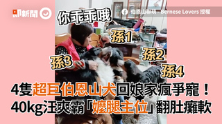 4隻超巨伯恩山犬回娘家瘋爭寵！40kg汪爽霸「嬤腿主位」翻肚癱軟