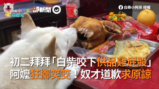 初二拜拜「白柴咬下供品雞屁股」  阿嬤狂擲笑筊！奴才道歉求原諒