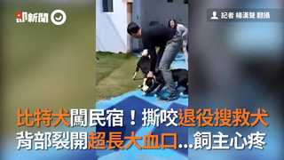 比特犬闖民宿！撕咬退役搜救犬　背部裂開超長大血口...飼主心疼