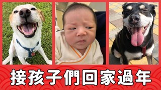 浪浪別哭-接孩子回家過年 家有新生兒，該如何替毛孩做好準備？