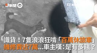 識貨！7隻浪浪狂啃「百萬休旅車」 維修費7萬...女車主嘆：是有多餓？