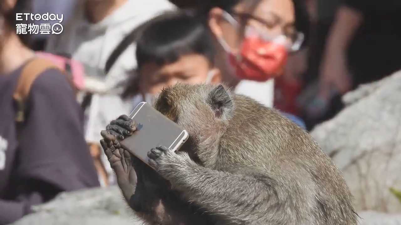 新竹動物園猴子「上班滑手機」被抓包! 手捧iPhone狂刷笑翻網2 | 播吧BOBA | ETtoday新聞雲