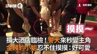 擴大酒店臨檢！警犬來秒變主角　金錢豹小姐忍不住摸摸：好可愛