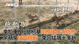 來尬車！短腿柯基圍欄後狂吠挑釁 呆萌柴接受挑戰...來回猛飆十多趟
