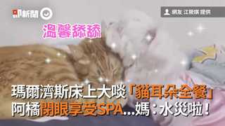 瑪爾濟斯床上大啖「貓耳朵全餐」　阿橘閉眼享受SPA...媽：水災啦！