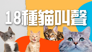 【呼喚貓咪】18種貓叫聲 吸引貓咪的聲音 貓咪會找的聲音│寵物｜猫