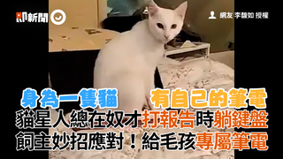 貓星人總在奴才打報告時躺鍵盤　飼主妙招應對！給毛孩專屬筆電