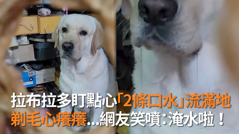 博美想宅在家 秒遭1歲孩 強行牽出門 97萬人笑噴 快救狗呀 Ettoday寵物雲 Ettoday新聞雲