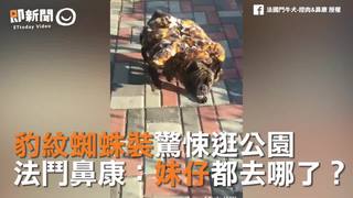 豹紋蜘蛛裝驚悚逛公園　法鬥鼻康妹仔都去哪了？