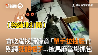 貪吃貓找罐罐竟「單手拉抽屜」！　熟練狂翻櫃子...被馬麻當場抓包