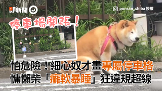 怕危險！細心奴才畫專屬停車格 慵懶柴「癱軟暴睡」狂違規超線