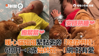暖心貓姐姐緊黏弟旁「踏踏哄睡」　6個月大→2歲始終如一！網：好有愛