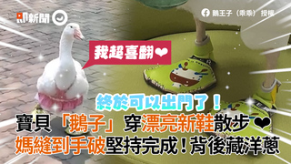 寶貝「鵝子」穿漂亮新鞋散步 ❤　媽縫到手破堅持完成！背後藏洋蔥