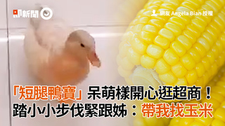 「短腿鴨寶」呆萌樣開心逛超商！　踏小小步伐緊跟姊：帶我找玉米