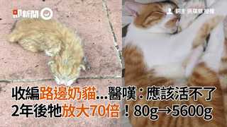 收編路邊奶貓...醫嘆：應該活不了　2年後牠放大70倍！80g→5600g