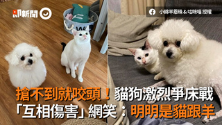 搶不到就咬頭！貓狗激烈爭床戰 「互相傷害」網笑：明明是貓跟羊