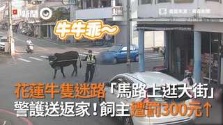 花蓮牛隻迷路「馬路上逛大街」 警護送返家！飼主遭罰300元↑