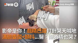 影帝是你！戲精巴哥打針哭天喊地 滿臉委屈+顫抖...醫：擦酒精也哭？