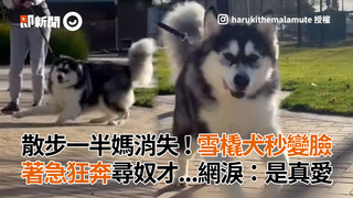 散步一半媽消失！雪橇犬秒變臉　著急狂奔尋奴才...網淚：是真愛