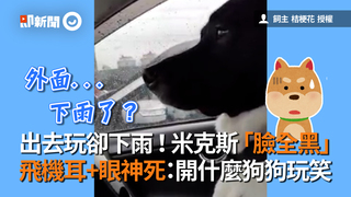 出去玩卻下雨！米克斯「臉全黑」　飛機耳+眼神死：開什麼狗狗玩笑