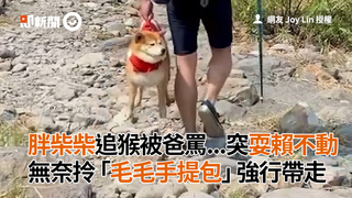 胖柴柴追猴被爸罵...突耍賴不動　無奈拎「毛毛手提包」強行帶走
