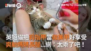 英短貓把剪指甲當做美甲好享受　爽躺媽媽長腿...網：太乖了吧！