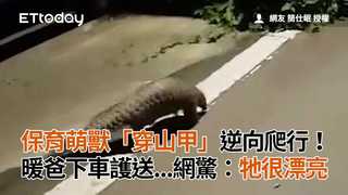 保育萌獸「穿山甲」逆向爬行！　暖爸下車護送...網驚：牠很漂亮
