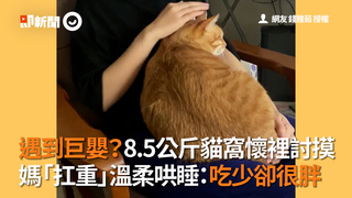 遇到巨嬰？8.5公斤貓窩懷裡討摸 媽「扛重」溫柔哄睡：吃少卻很胖