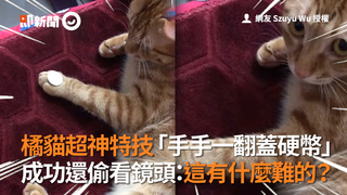 橘貓超神特技「手手一翻蓋硬幣」 　成功還偷看鏡頭：這有什麼難的？