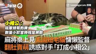 麻將桌上見美國短毛貓橫躺監督　翻肚賣萌誘惑對手「打成小相公」