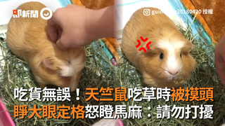 吃貨無誤！天竺鼠吃草時被摸頭　睜大眼定格怒瞪馬麻：請勿打擾