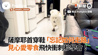 薩摩耶首穿鞋「忘記如何走路」　見心愛零食飛快衝刺秒學會！