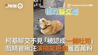 柯基腳交不見「被認成一條吐司」戲精爸揪汪演搞笑短劇獲百萬粉
