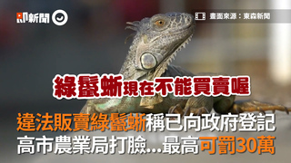 違法販賣綠鬣蜥稱已向政府登記高市農業局打臉...最高可罰30萬