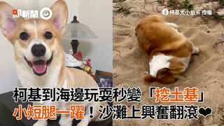 柯基到海邊玩耍秒變「挖土基」　小短腿一躍！沙灘上興奮翻滾❤