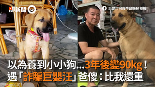 以為養到小小狗...3年後變90kg！　遇「詐騙巨嬰汪」爸傻：比我還重