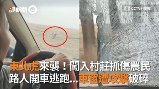 東北虎來襲！闖入村莊抓傷農民　路人開車逃跑...車窗遭攻擊破碎