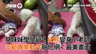 見妹妹學爬行！比熊變身小老師　示範專業動作融化網：最美畫面