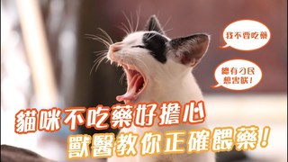 愛寶寵新知-貓貓不吃藥好頭痛 該怎麼餵貓咪吃藥
